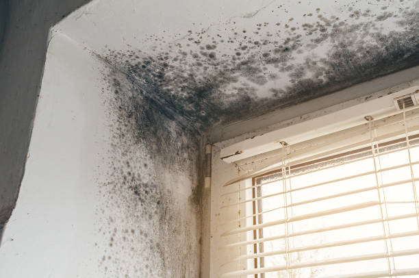 Affordable Basement Mold Removal solutions in South Saint Paul, MN